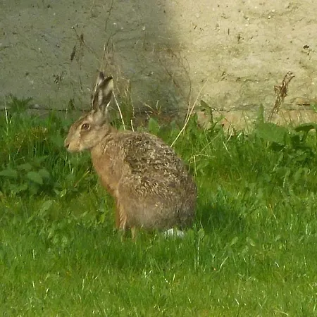 Casa de Férias Haus Dreischlaefer Deluxe *
